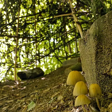 Luksusowy namiot Nel Bosco *